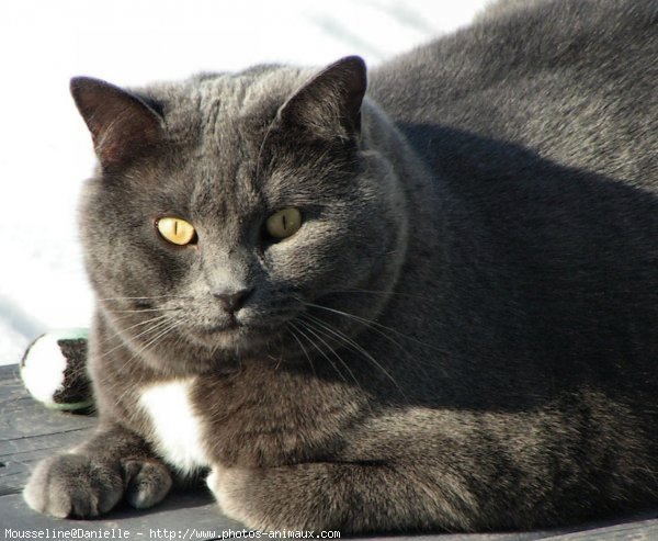 Photo de Chat domestique