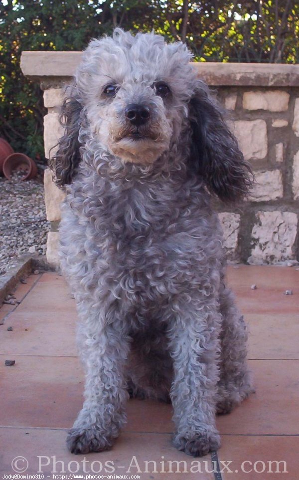 Photo de Caniche moyen