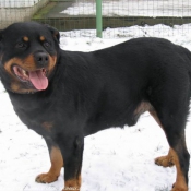 Photo de Rottweiler