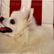 Photo de Spitz moyen