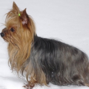 Photo de Yorkshire terrier