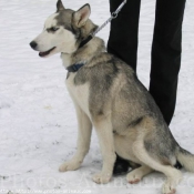 Photo de Husky siberien