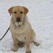 Photo de Labrador retriever