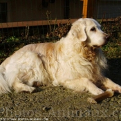 Photo de Golden retriever