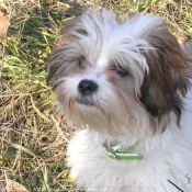 Photo de Shih tzu