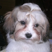 Photo de Shih tzu