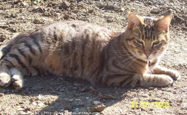 Photo de Chat domestique