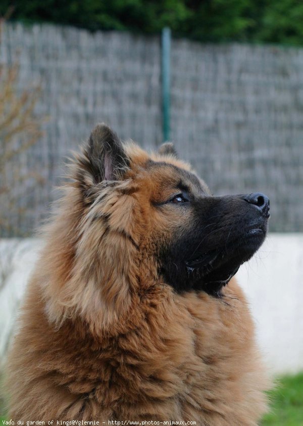 Photo d'Eurasier