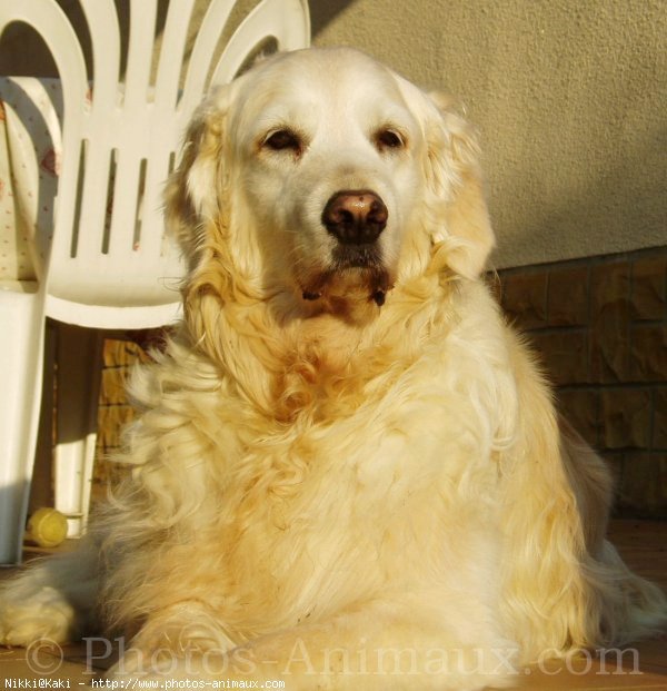 Photo de Golden retriever