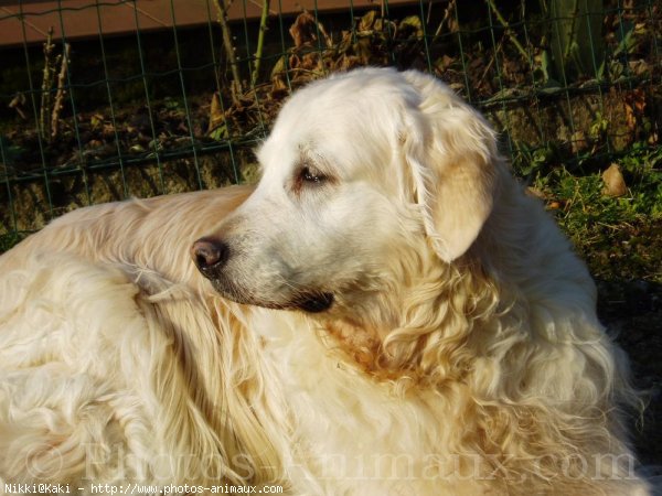 Photo de Golden retriever