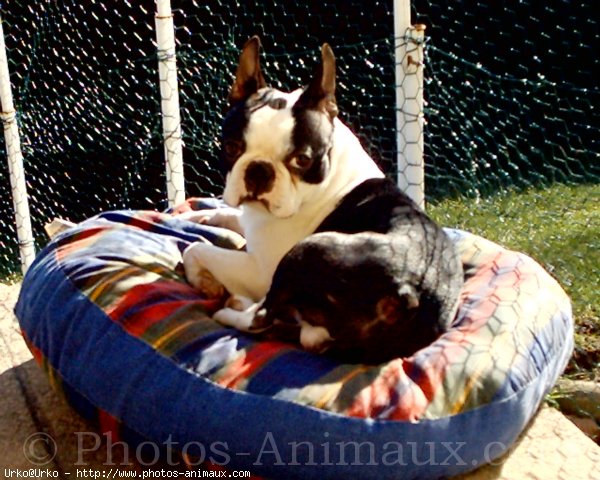 Photo de Boston terrier