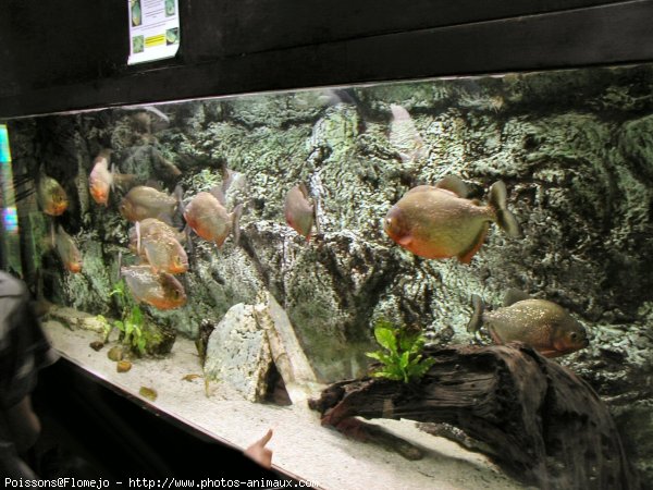 Photo de Poissons exotiques