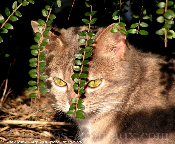 Photo de Chat domestique