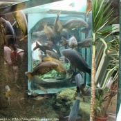 Photo de Poissons exotiques