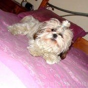 Photo de Shih tzu