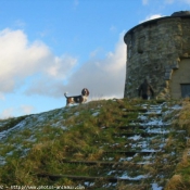 Photo de Basset hound