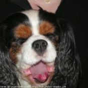 Photo de Cavalier king charles spaniel