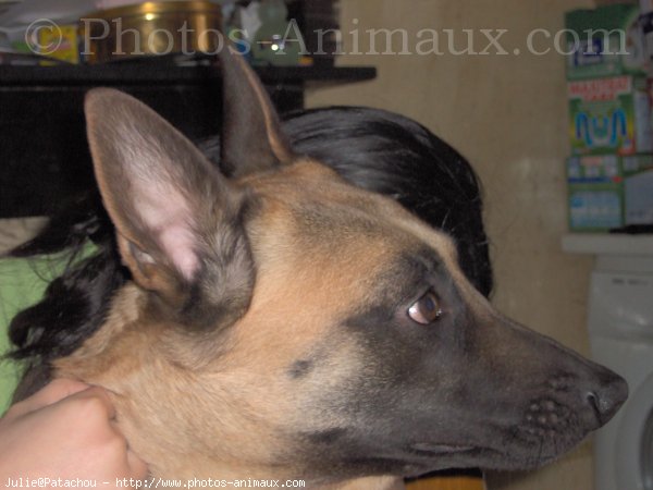 Photo de Berger belge malinois