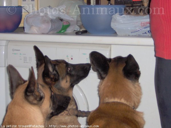 Photo de Berger belge malinois