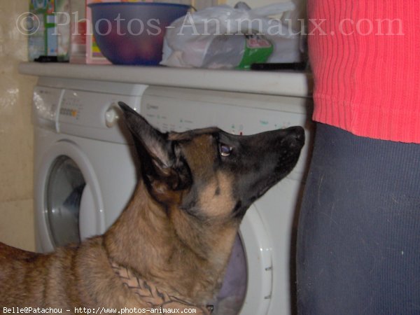 Photo de Berger belge malinois