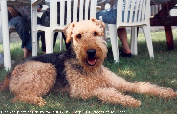 Photo d'Airedale terrier