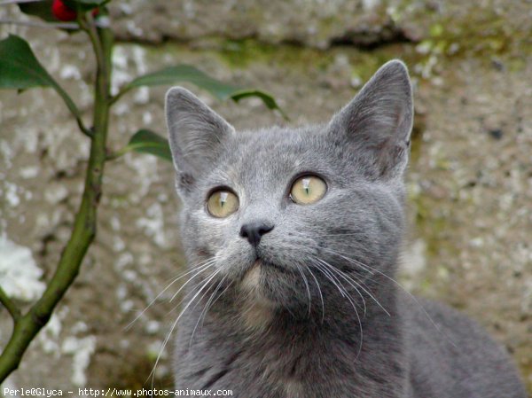 Photo de Chat domestique