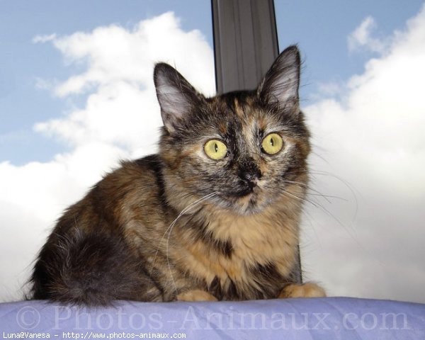 Photo de Maine coon