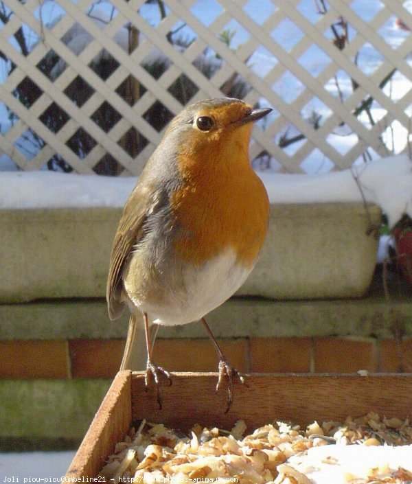 Photo de Rouge gorge