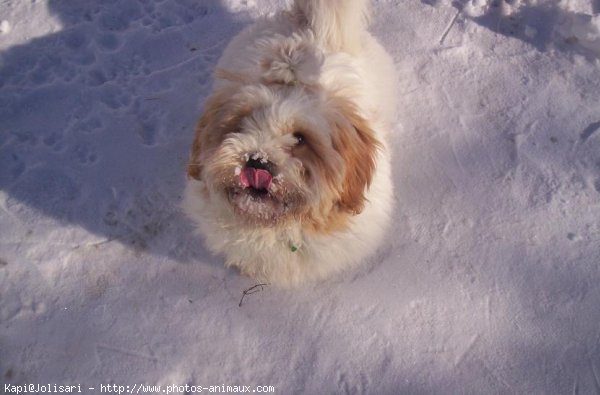 Photo de Lhassa apso