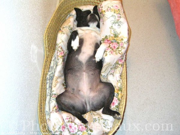 Photo de Boston terrier