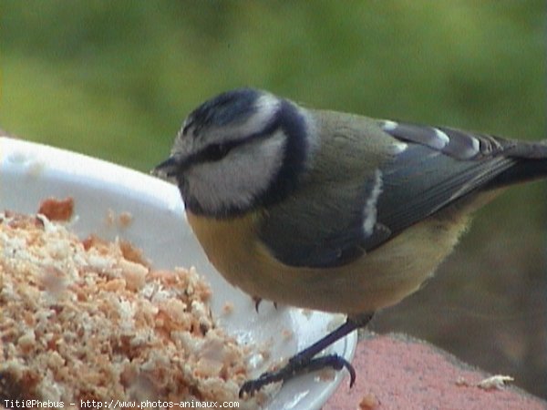 Photo de Msange bleue