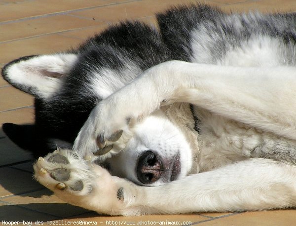 Photo de Husky siberien