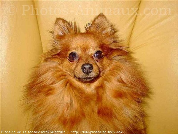 Photo de Spitz moyen