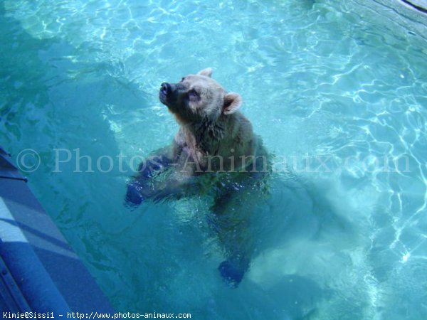 Photo d'Ours