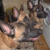 Photo de Berger belge malinois