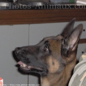 Photo de Berger belge malinois