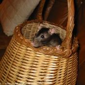 Photo de Rat