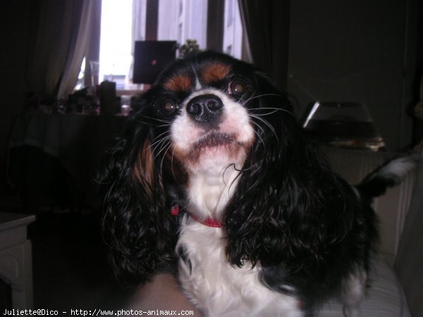 Photo de Cavalier king charles spaniel