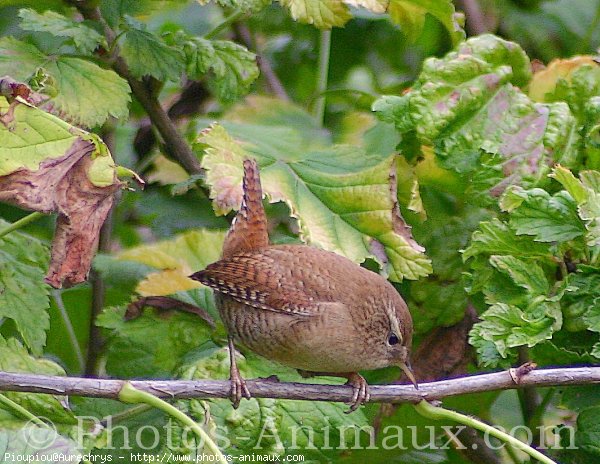 Photo de Moineau