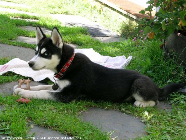 Photo de Husky siberien