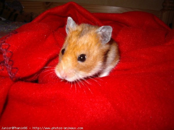 Photo de Hamster