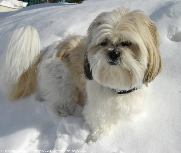 Photo de Shih tzu