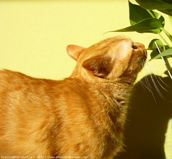 Photo de Chat domestique