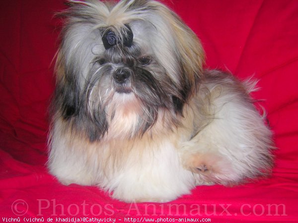 Photo de Shih tzu