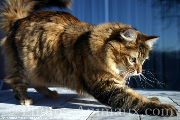 Photo de Chat domestique