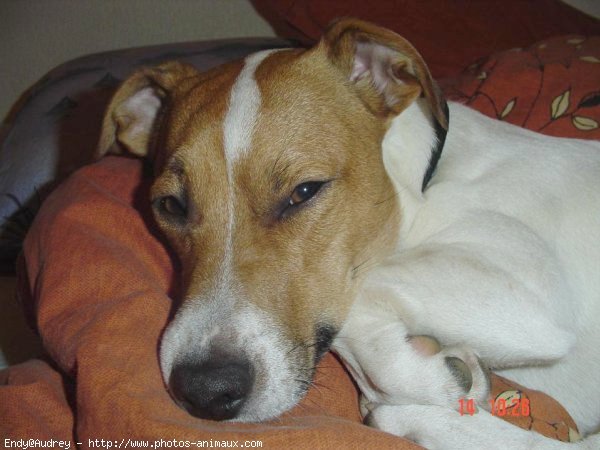 Photo de Jack russell terrier