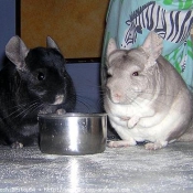 Photo de Chinchilla