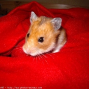 Photo de Hamster