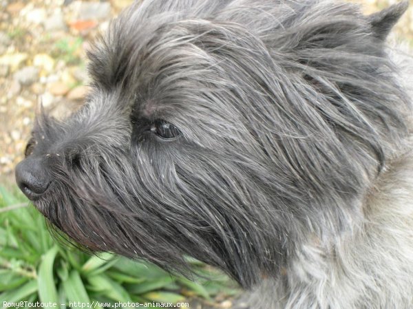 Photo de Cairn terrier