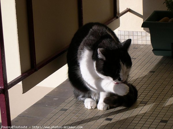 Photo de Chat domestique